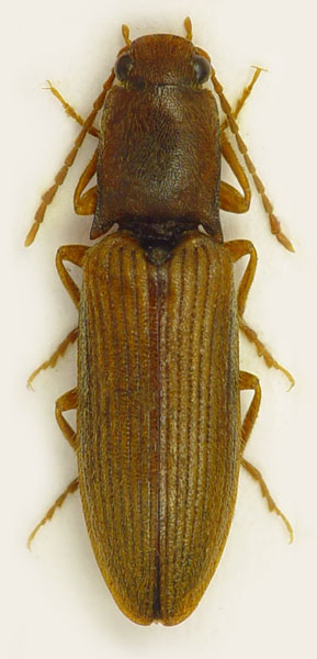 Athous carpatophilus