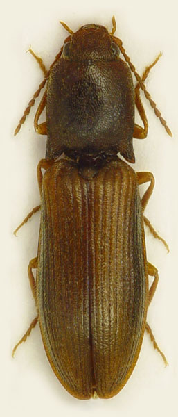Athous carpatophilus