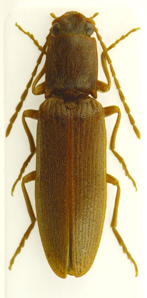 Athous difformis