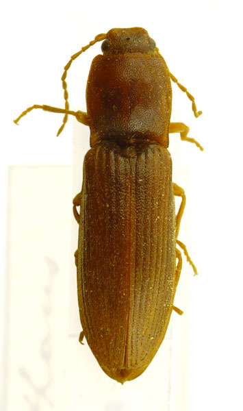 Athous difformis