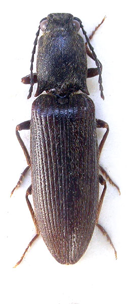 Athous divaricatus