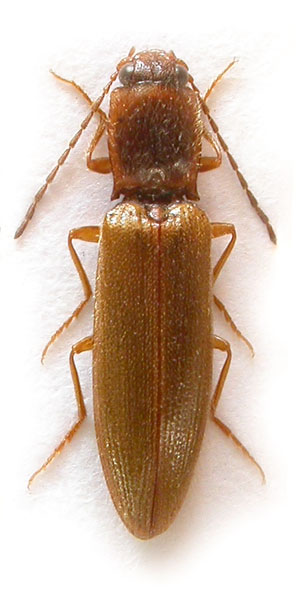 Athous emaciatus