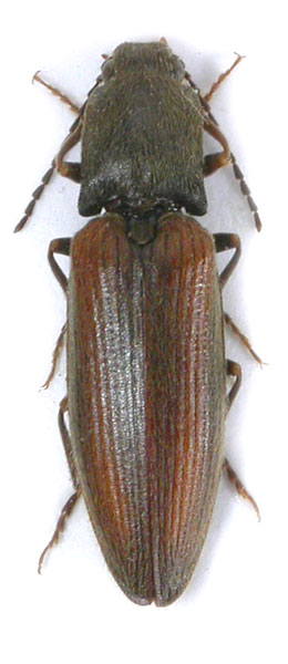 Athous flavipennis