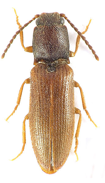 Athous jakupicicola