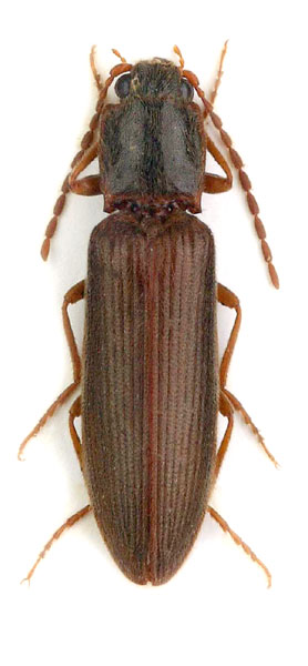 Athous laevistriatus