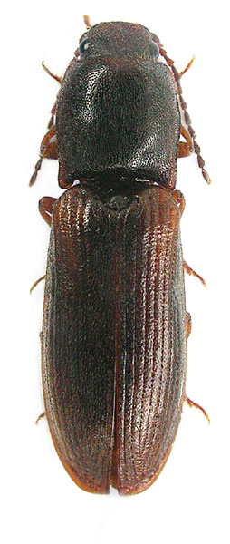 Athous leseigneuri