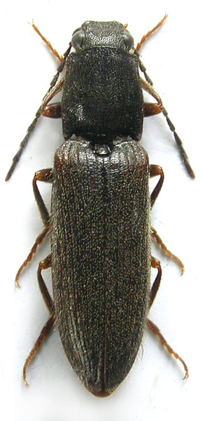 Athous lomnickii