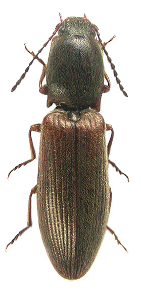 Athous obsoletus