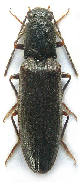 Athous picipennis