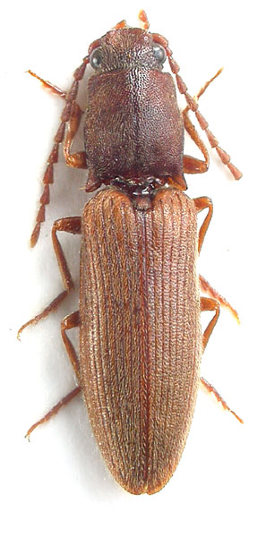 Athous propinquus