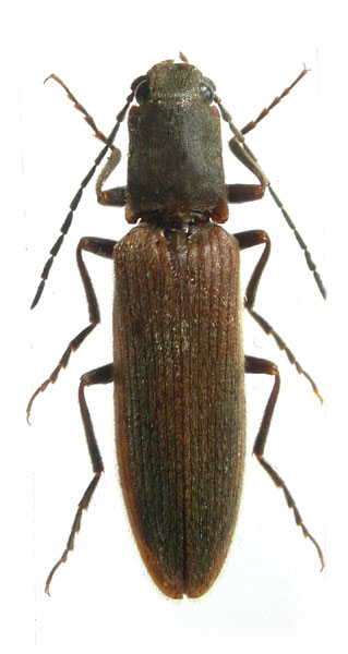 Athous prothoracicus