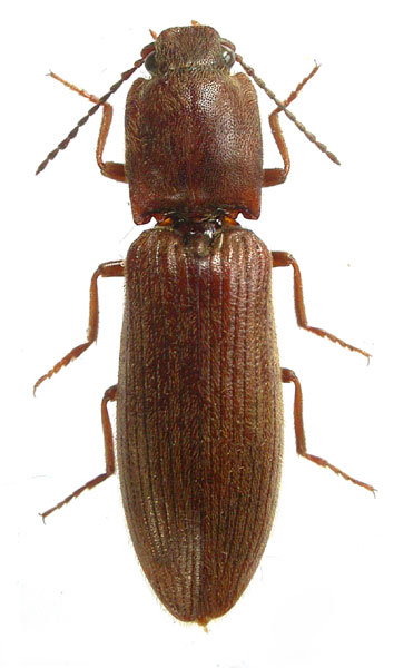 Athous prothoracicus