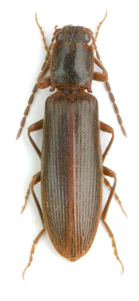 Athous pyrenaeus
