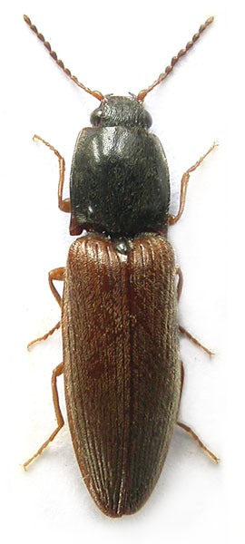 Athous rosinae