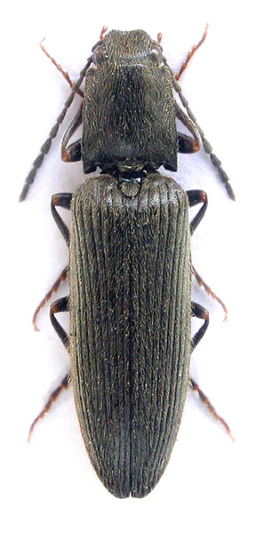 Athous spalatrensis