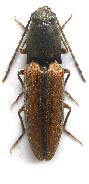 Athous subvirgatus