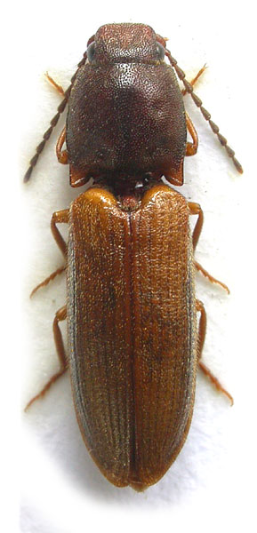Athous subvirgatus
