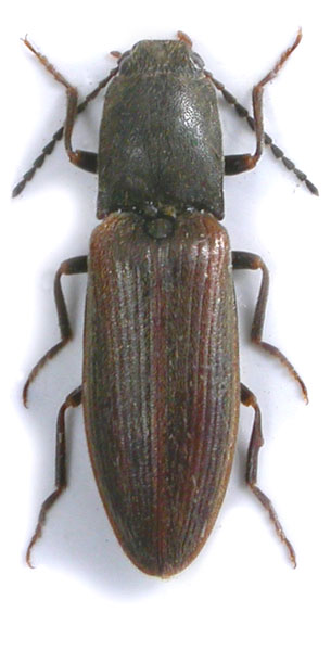 Athous utschederensis