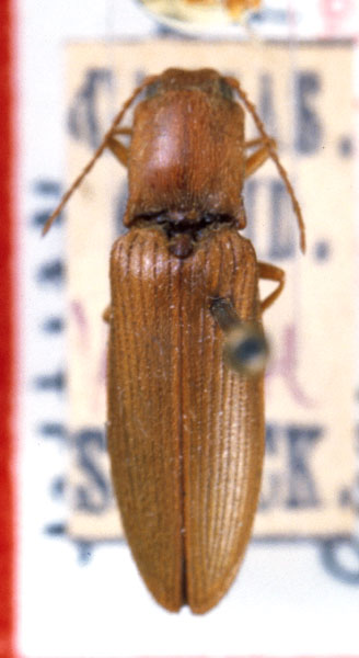 Athous utschederensis