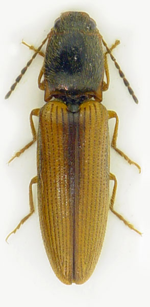 Athous vittatus