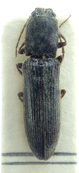 Athousius decorus