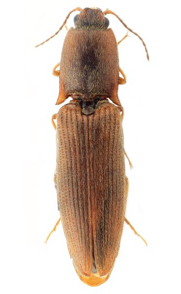Athousius guizhouensis