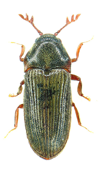 Aulonothroscus laticollis