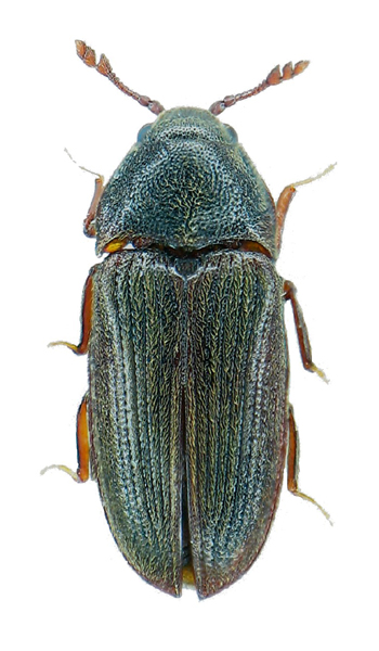 Aulonothroscus laticollis