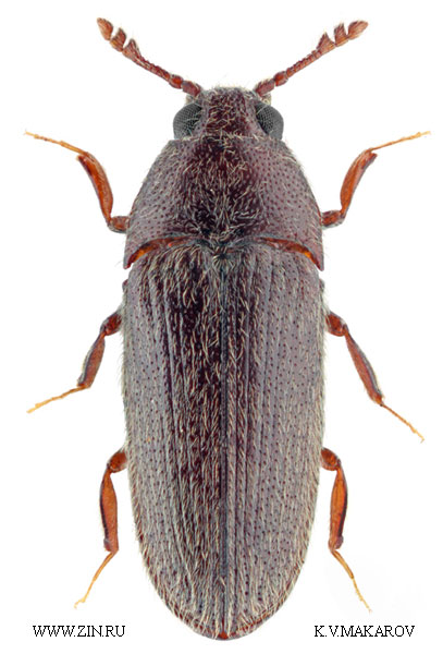 Aulonothroscus longulus
