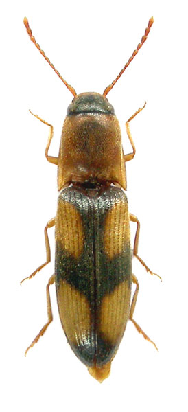 Betarmon bisbimaculatus