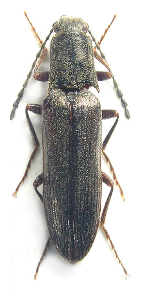 Borowiecianus alatus