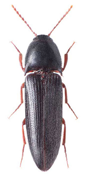 Brachygonus bouyoni