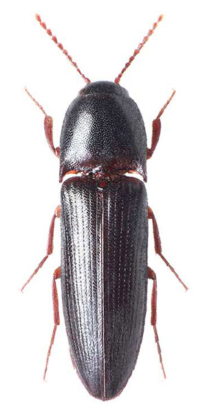 Brachygonus bouyoni