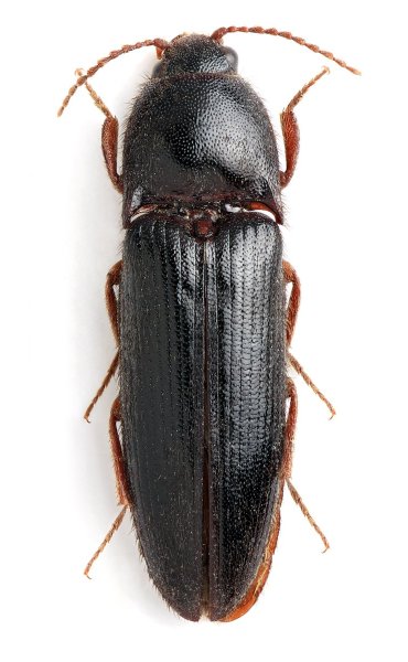 Brachygonus campadellii