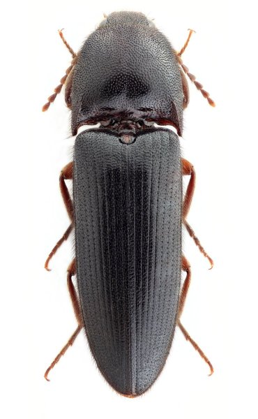 Brachygonus campadellii