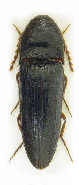 Brachygonus dubius