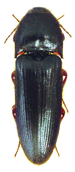 Brachygonus dubius