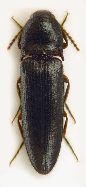 Brachygonus frater