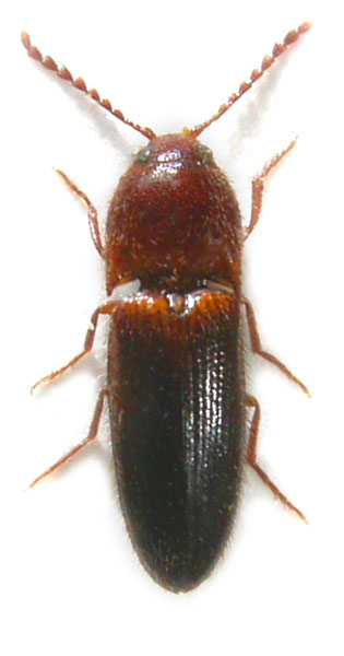 Brachygonus gratiosus