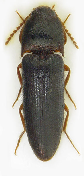 Brachygonus megerlei