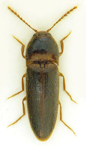 Brachygonus ruficeps