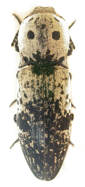 Calais parreysii