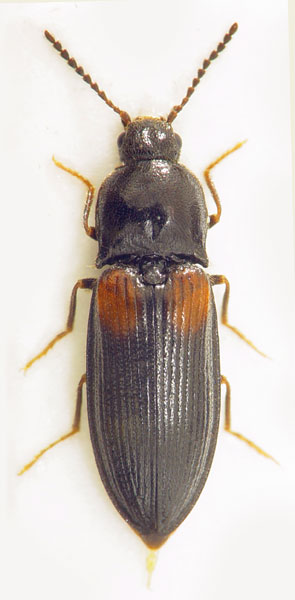 Calambus bipustulatus