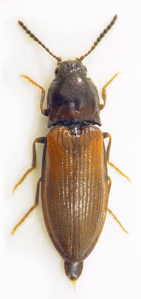 Calambus bipustulatus