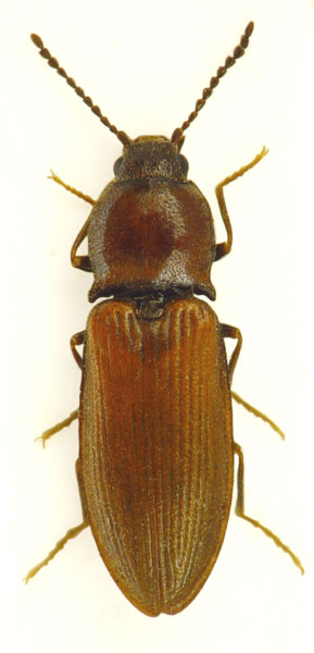 Calambus bipustulatus