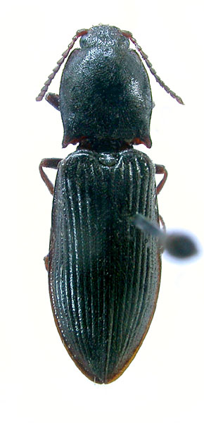 Calambus ussuriensis