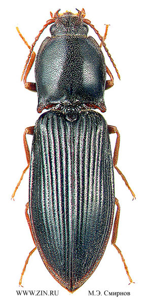 Calambus ussuriensis