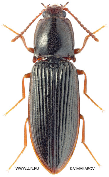 Calambus ussuriensis