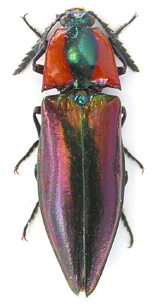 Campsosternus dohrni