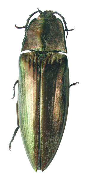 Campsosternus riesei